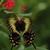 Papillonvolepapillon | Beautiful Butterflies destiné Vol Papillon