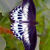 Papillonvolepapillon | Vackra Fjärilar, Fjärilar Och tout Vol Papillon