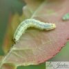 Petite Chenille Verte Mangeuse De Feuilles - Les Jardins pour Que Mange Un Papillon
