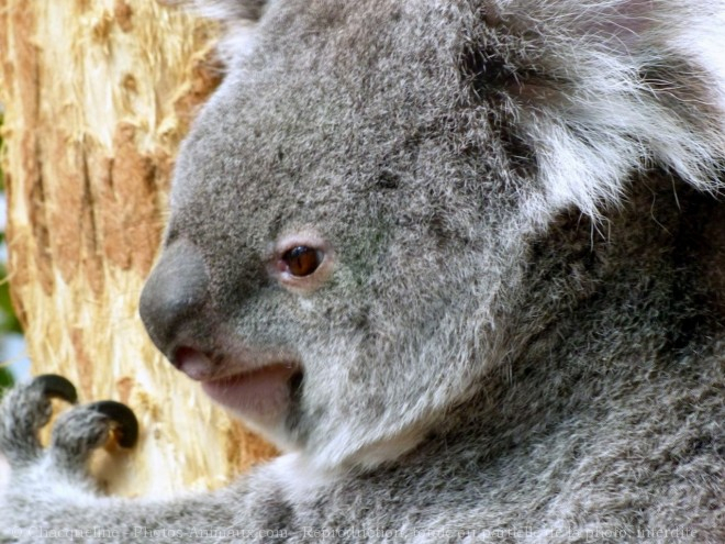 Photo De Koala &gt; Koala &gt; N° 644474 Sur Photos-Animaux à Animal Australien En 4 Lettres