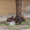 Photo De Wallaby &gt; Walibi &gt; N° 373013 Sur Photos-Animaux tout Animal Australien En 4 Lettres