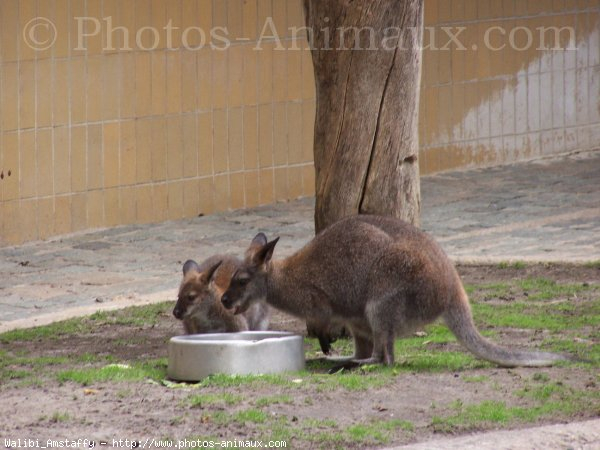 Photo De Wallaby &gt; Walibi &gt; N° 373013 Sur Photos-Animaux tout Animal Australien En 4 Lettres
