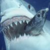 Photos - Le Plus Gros Requin Blanc Du Monde, 7 Mètres pour Le Plus Gros Ver De Terre Du Monde