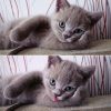 Pin By Mr.k On Funny | Cute Animals, Kittens Cutest, Cats à Petit Chat Rigolo