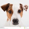 Plan Rapproché De Tête De Chien Terrier De Jack Russell concernant Image Tete De Chien