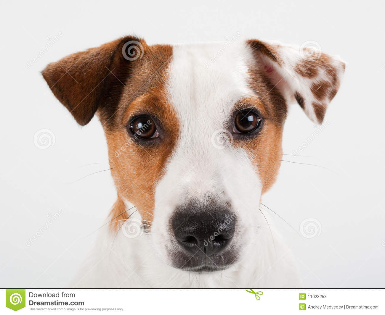 Plan Rapproché De Tête De Chien Terrier De Jack Russell concernant Image Tete De Chien