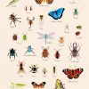 Poster Géant + 44 Stickers , Insectes Avec Les Noms Des intérieur Les Noms Des Insectes