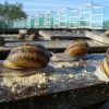 Près De Pont-Audemer, La Ferme Aux 200 000 Escargots Ouvre encequiconcerne Elevage Escargot