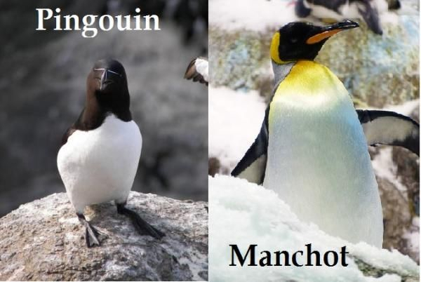 Quelle Est La Différence Entre Manchot Et Pingouin intérieur Difference Entre Agneau Et Mouton
