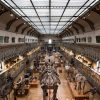 Rénover La Galerie De Paléontologie: Une Impérieuse concernant Musée D Histoire Naturelle Bordeaux
