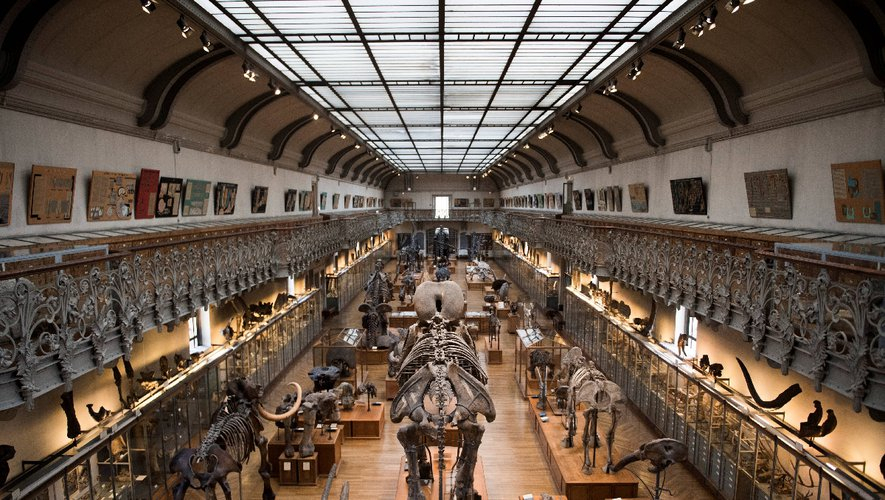 Rénover La Galerie De Paléontologie: Une Impérieuse concernant Musée D Histoire Naturelle Bordeaux