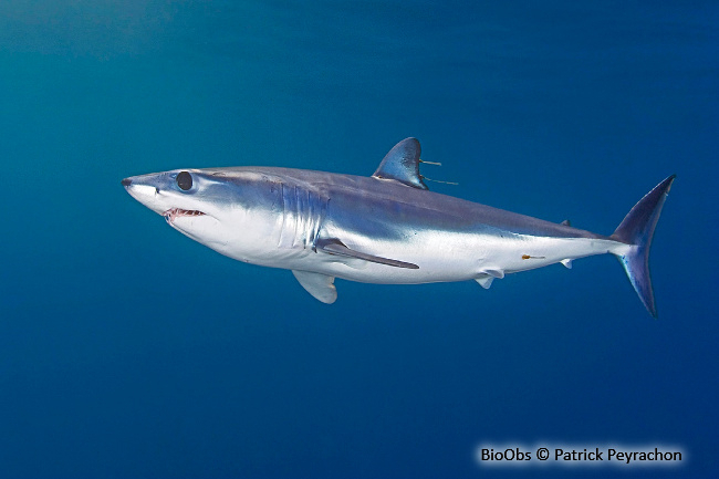 Requin Taupe-Bleu - Isurus Oxyrinchus | Bioobs destiné Poisson Taupe