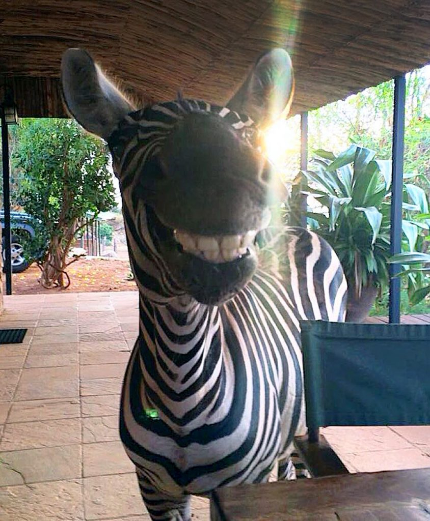 » Say Cheese! Madagascar&amp;#039;S Marty Finds Himself A Real Life concernant Madagascar Zebre