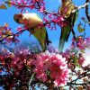 Scenery &amp; Spring Pictures: Jolies Photos De Printemps encequiconcerne Plantation De Fleurs Au Printemps