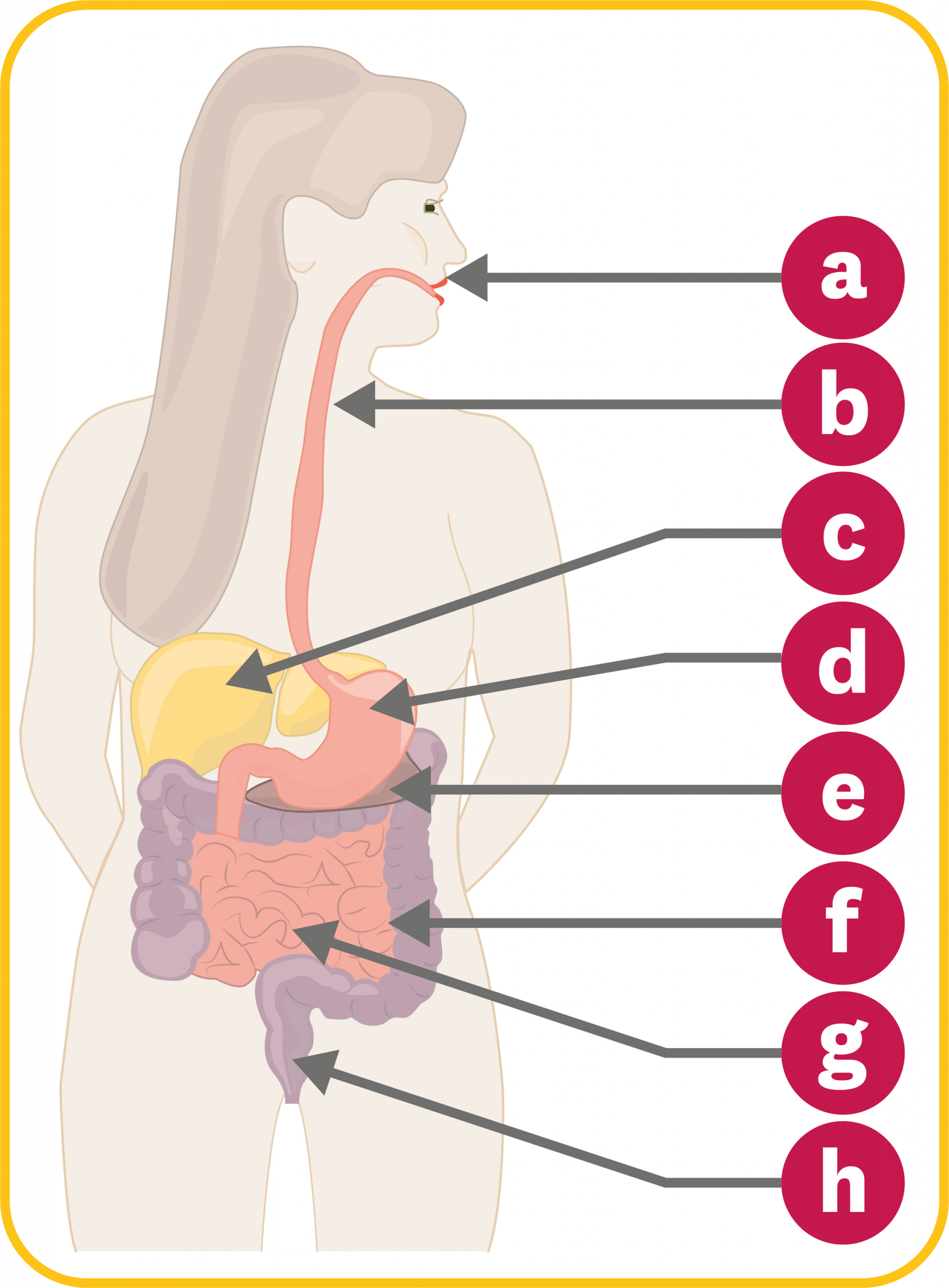 Schéma De L&amp;#039;Appareil Digestif. à Image De L Appareil Digestif