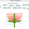 Schéma Fleur Test Svt | Vive Les Svt ! Les Sciences De La intérieur Schéma D Une Fleur