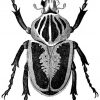 Sfr Mail | Beaux Insectes, Art D'Insecte, Dessin Insecte intérieur Dessin Scarabée