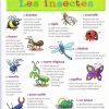 Source: Mon Premier Dictionnaire De Français Larousse pour Les Insectes Maternelle