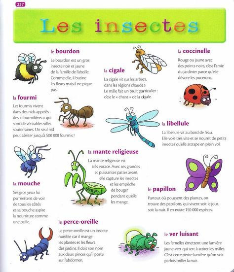 Source: Mon Premier Dictionnaire De Français Larousse pour Les Insectes Maternelle