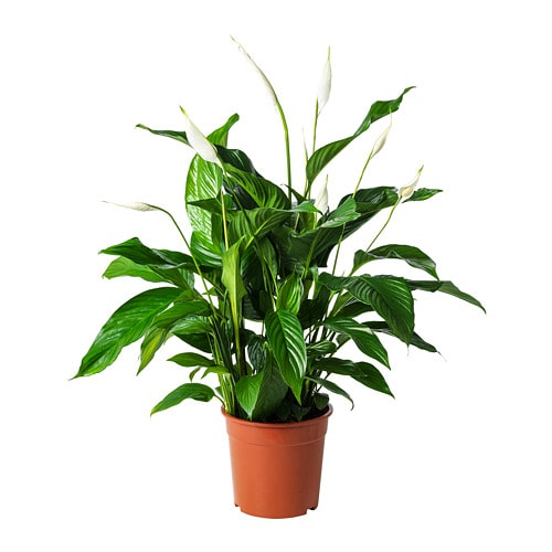Spathiphyllum Pflanze - Ikea concernant Plante Solange