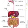 Système Humain De Tube Digestif Illustration De Vecteur encequiconcerne Image De L Appareil Digestif