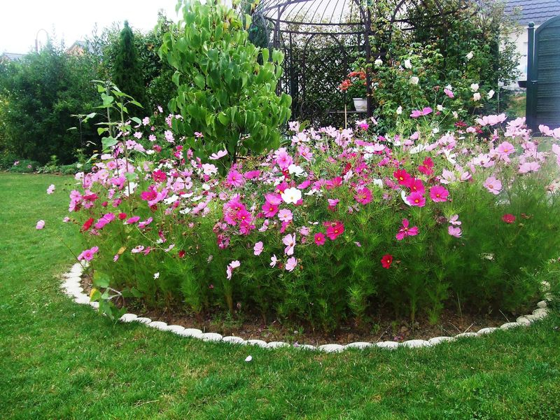 Tendance Rose Au Jardin - Sous Ma Gloriette pour Jardin Des Couleurs