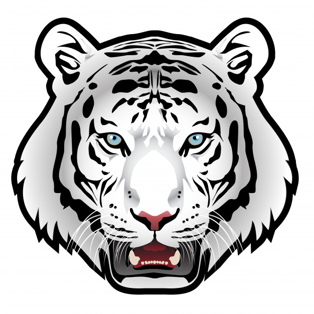 Tête De Tigre Blanc Sur Fond Blanc | Télécharger Des tout Image Tete De Tigre