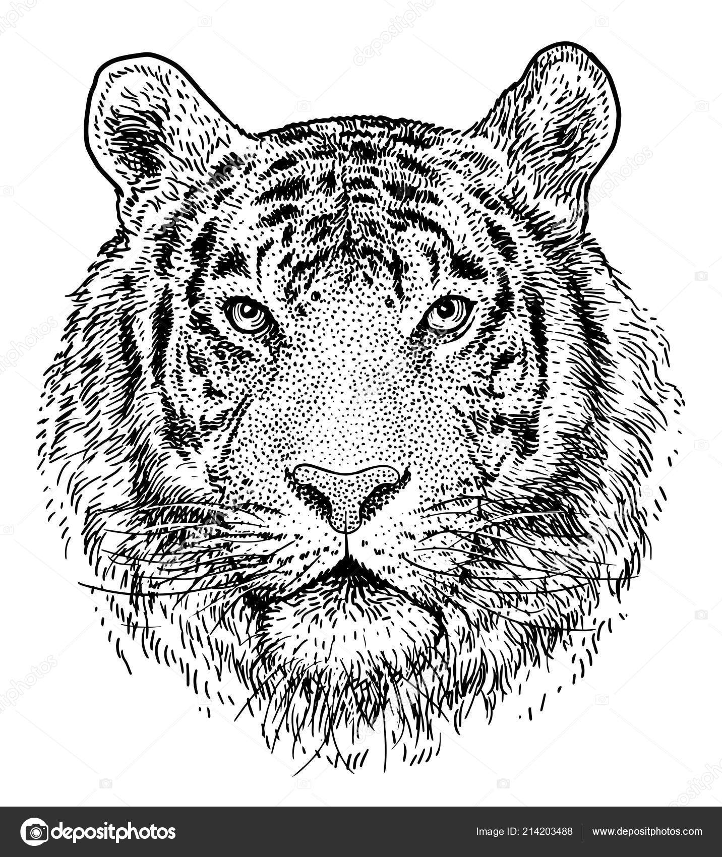 Tête Tigre Illustration Dessin Gravure Encre Dessin serapportantà Image Tete De Tigre