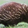 The Creature Feature: 10 Fun Facts About The Echidna | Wired destiné Animaux Qui Pondent Des Oeufs
