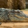 This Newly Discovered Crocodile Species Has Soft Skin pour Crocodile