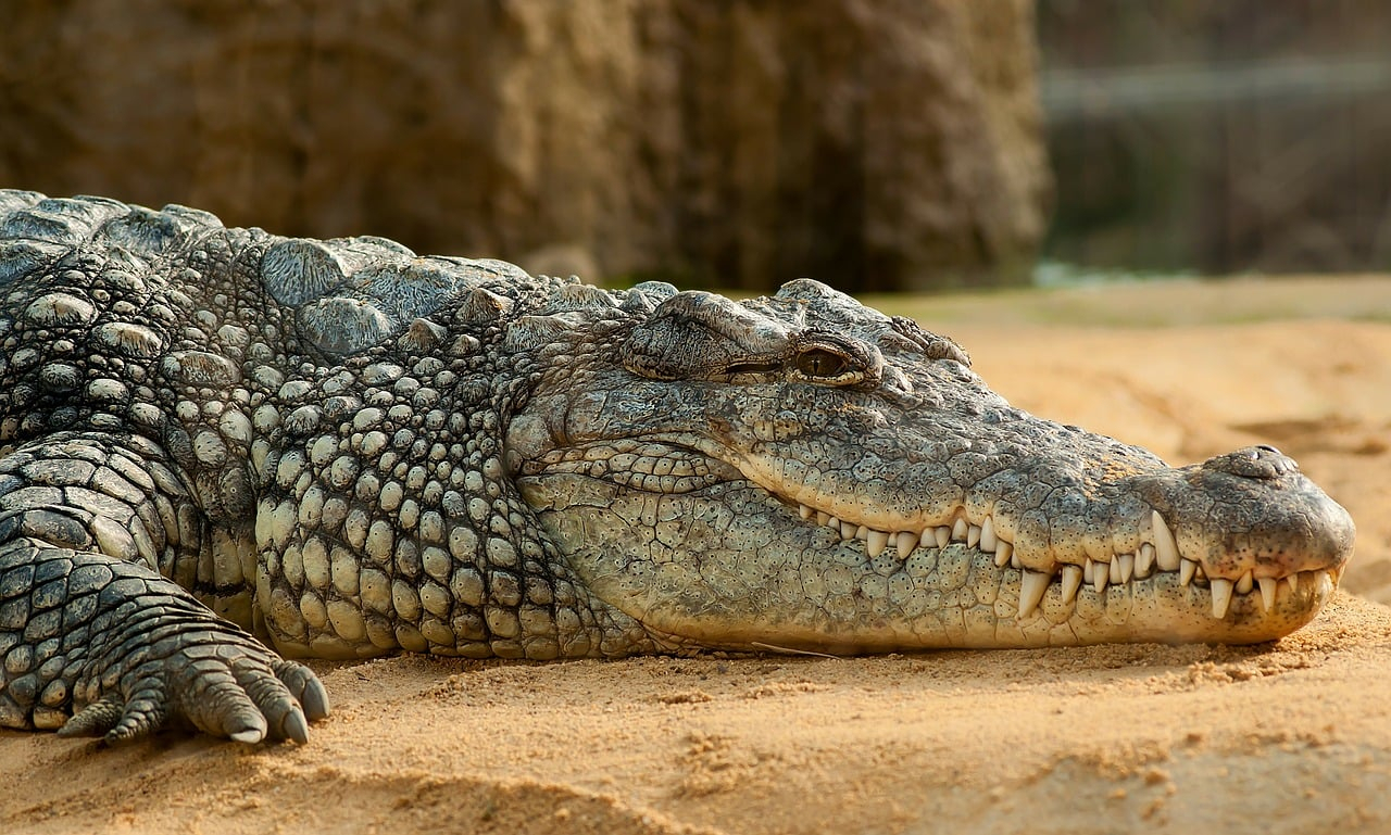This Newly Discovered Crocodile Species Has Soft Skin pour Crocodile