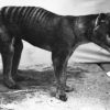 Tigre De Tasmanie - Diconimoz destiné Animal Australien En 4 Lettres