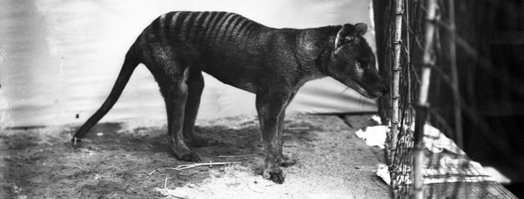Tigre De Tasmanie - Diconimoz destiné Animal Australien En 4 Lettres