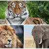Tigres, Lions, Éléphants, On Les Adore, Pourtant Eux Aussi tout Animaux Sauvages De L Afrique