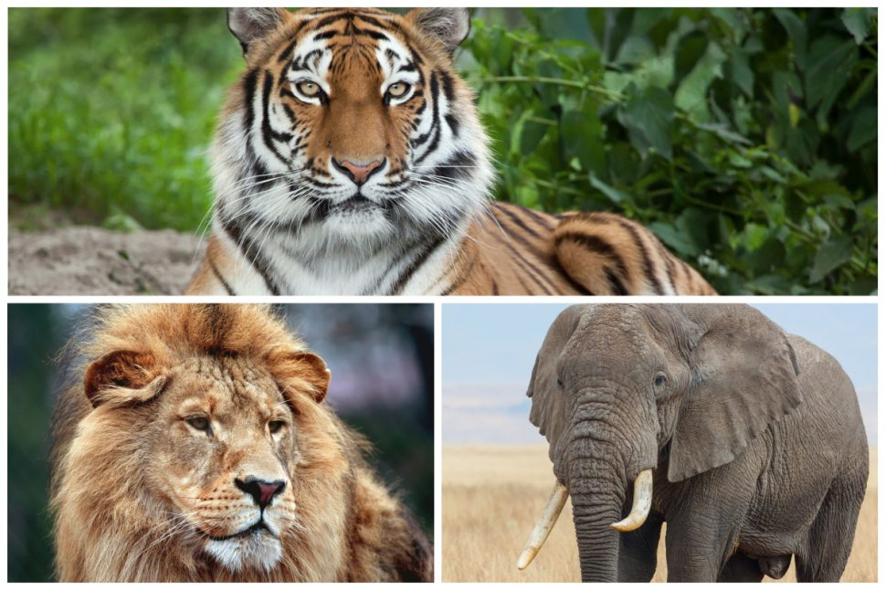 Tigres, Lions, Éléphants, On Les Adore, Pourtant Eux Aussi tout Animaux Sauvages De L Afrique