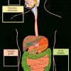 Tp De Anatomie : L'Appareil Digestif ~ Cours De La Pharmacie avec Dessin De L Appareil Digestif