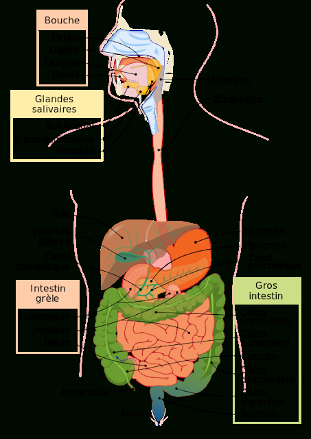 Tp De Anatomie : L&amp;#039;Appareil Digestif ~ Cours De La Pharmacie avec Dessin De L Appareil Digestif
