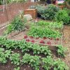 Un Petit Potager : Quels Légumes Cultiver, Quelle Surface serapportantà Plantation Jardin Potager