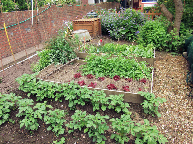 Un Petit Potager : Quels Légumes Cultiver, Quelle Surface serapportantà Plantation Jardin Potager