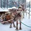 Un-Renne-Du-Pere-Noel-Laponie | Courir Comme Un Pro .Fr encequiconcerne Nom Du Renne Du Pere Noel