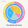 Understanding The Menstrual Cycle avec Progression Informatique Cycle 3