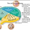 Usc Nurs 500 Bridge Course Section 3.1 Cell Cycle encequiconcerne Progression Informatique Cycle 3