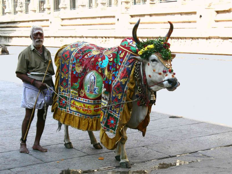 Vaches Sacrees Et Religion Indienne - Pinklotusinindia encequiconcerne Grande Figure Indienne