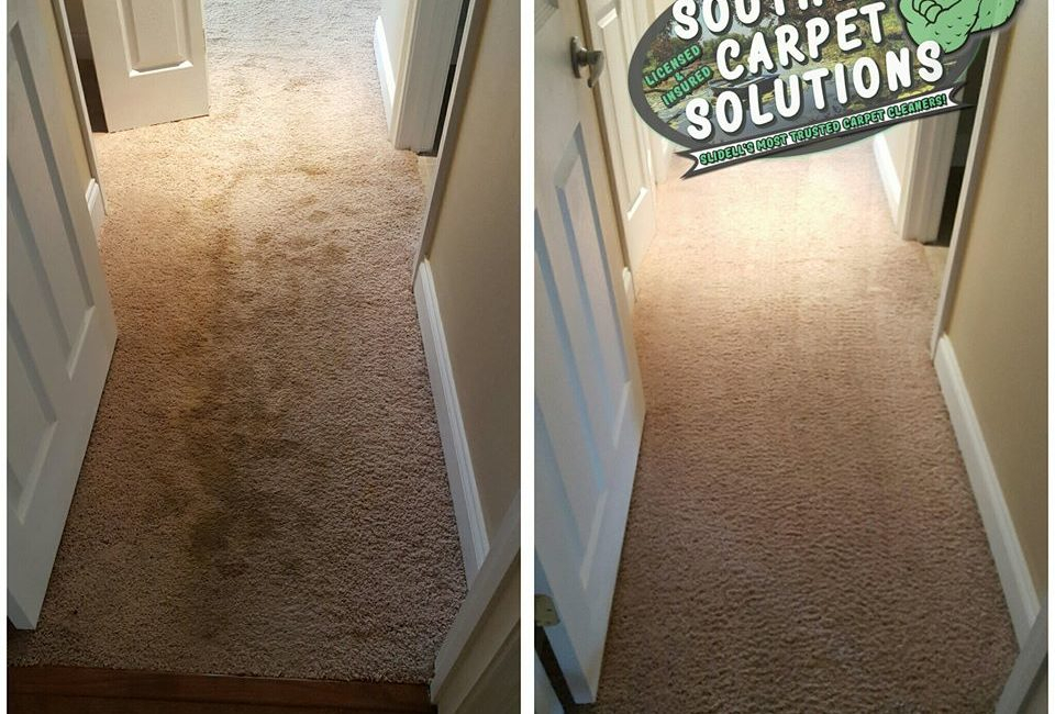 Pet Stain &amp;amp; Odor Removal - Southern Carpet Solutions à Rug Cleaning Mandeville