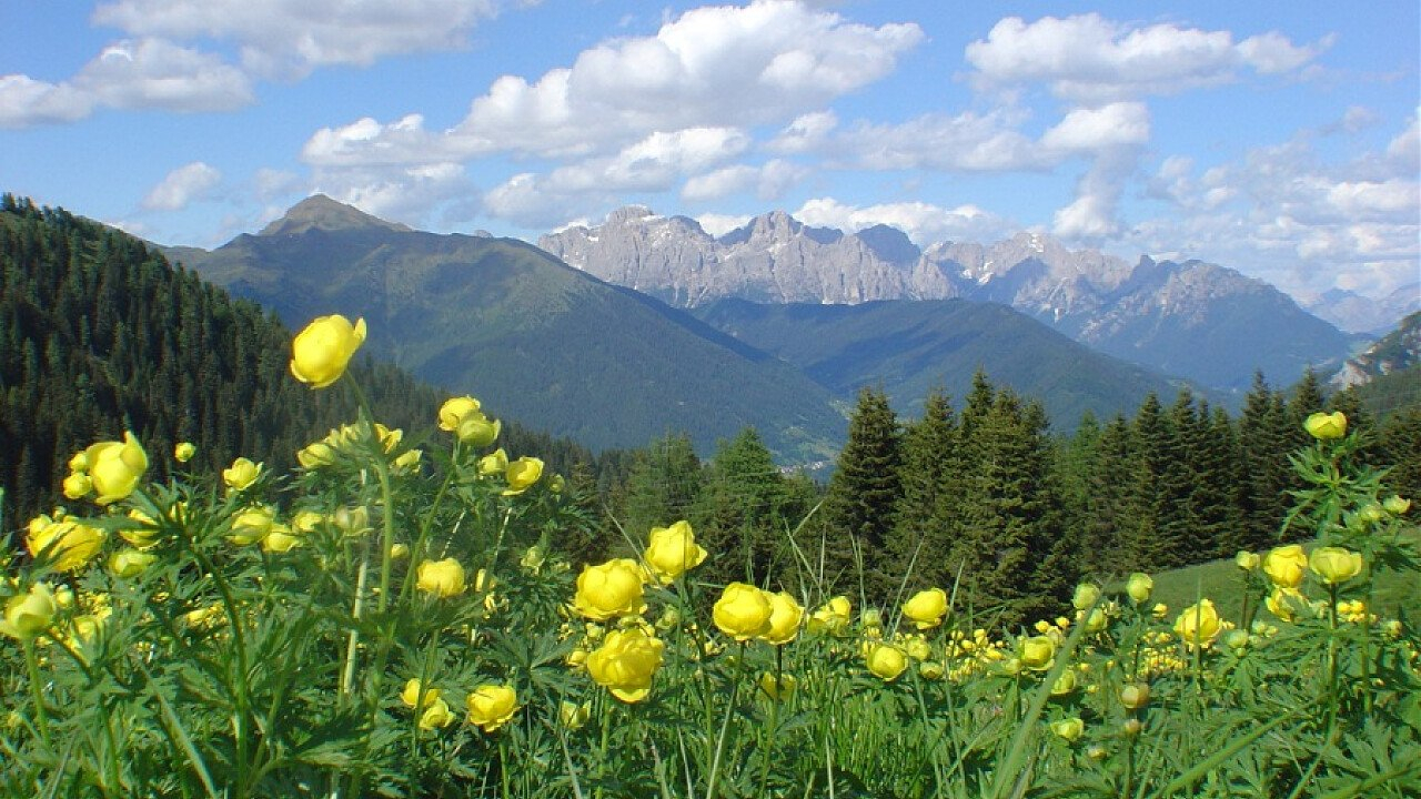 Trekking Il Trodo Dei Fiori Sul Passo Brocon intérieur Trodo