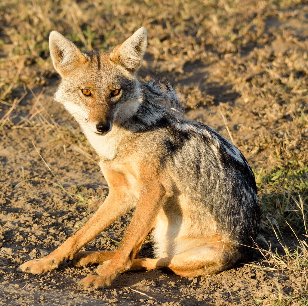 129 Ngorongoro Conservation Area Golden Jackal | Africa encequiconcerne Classes In Mac Wildlife Area