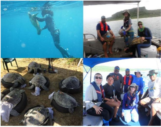 A Study Of Sea Turtle Tagging In The Mariana Islands pour Classes In Mac Wildlife Area