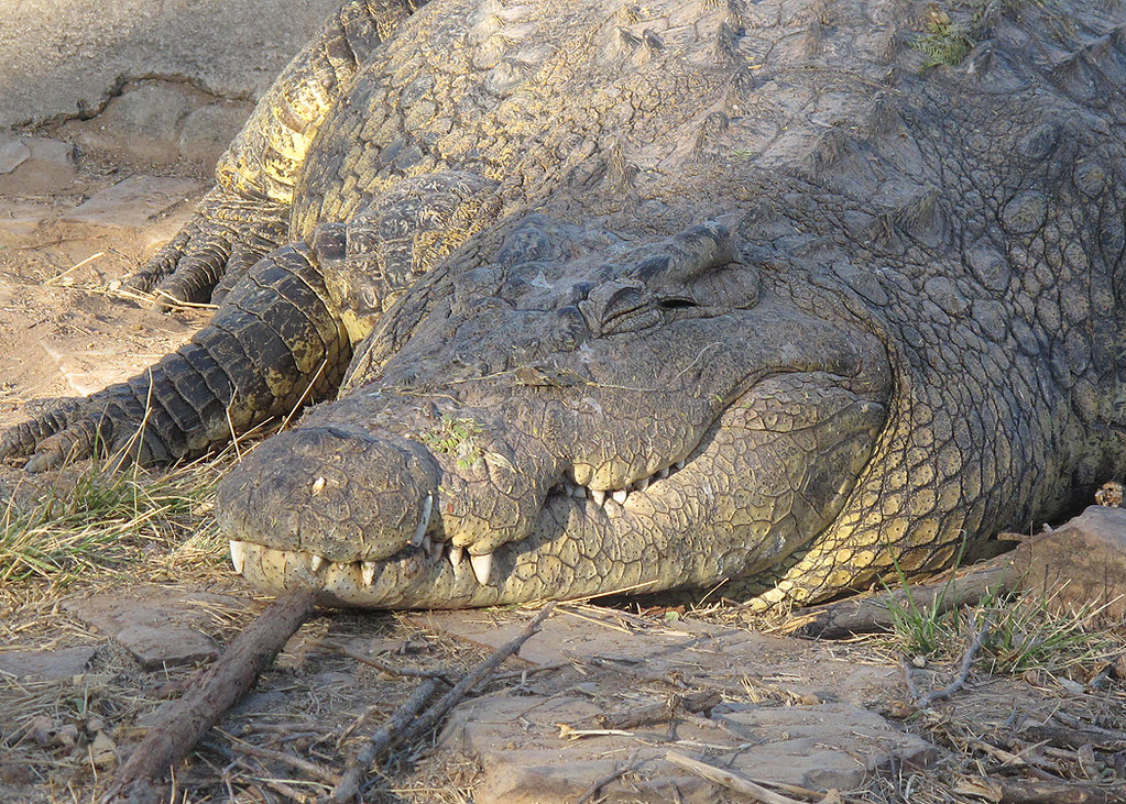 Bdf Wildlife Training Area | Animals From The Botswana concernant Classes In Mac Wildlife Area