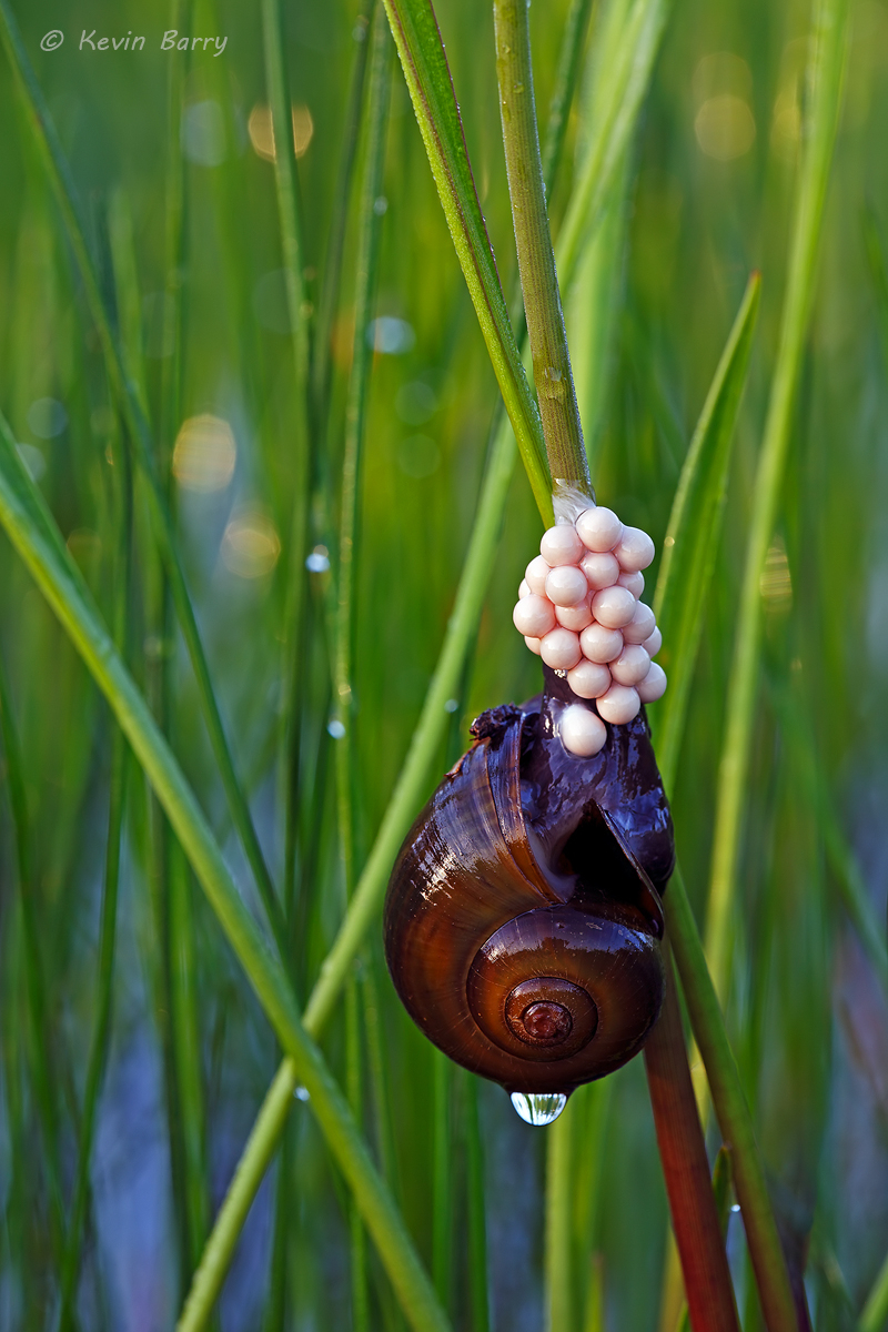 Florida Applesnail Laying Eggs | J.w. Corbett Wildlife dedans Classes In Mac Wildlife Area
