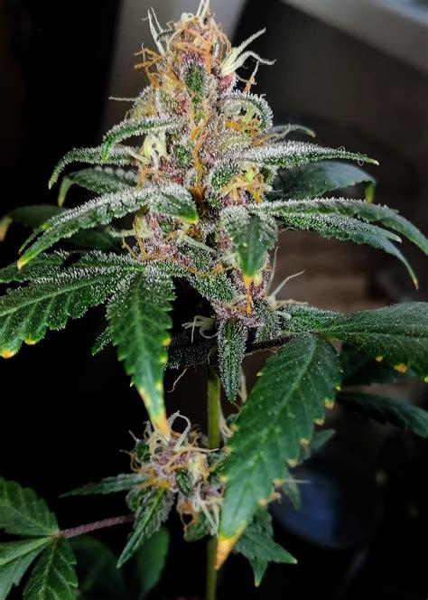 Growdiaries Amnesia Haze - Amnesia Haze Is A Sativa pour Growdiaries